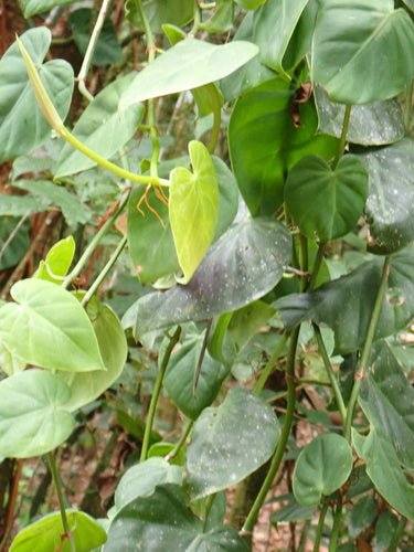 Philodendron — photo 5 sur 8