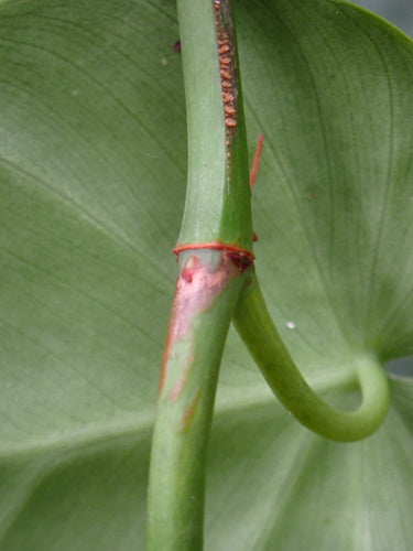 Philodendron — photo 4 sur 8
