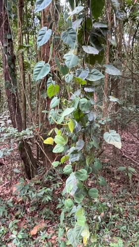 Philodendron — photo 3 sur 8