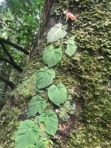 Philodendron — photo 2 sur 8