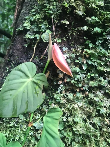 Philodendron — photo 1 sur 8