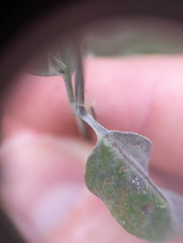 phlox — Bild 4