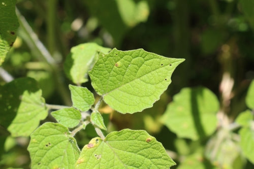 Physalis — Bild 5