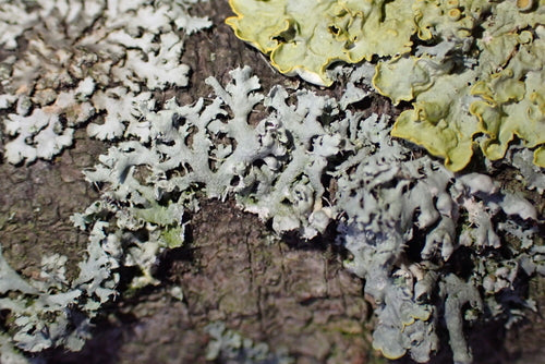 Lichen physique — photo 2 sur 9