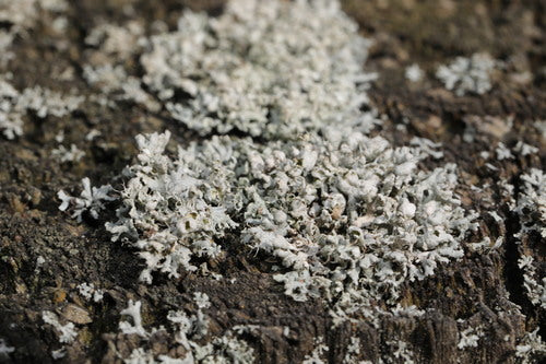Lichen physique — photo 4 sur 9