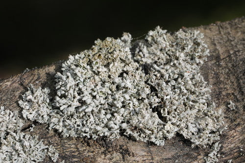 Lichen physique — photo 5 sur 9