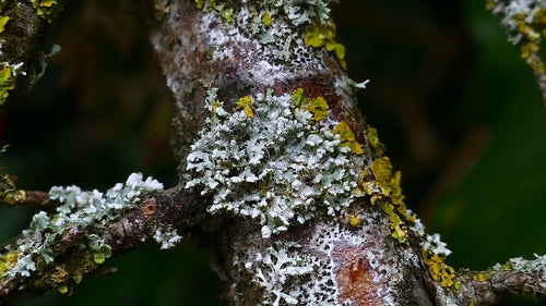 Lichen physique — photo 3 sur 9