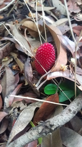 Champignon — Bild 5