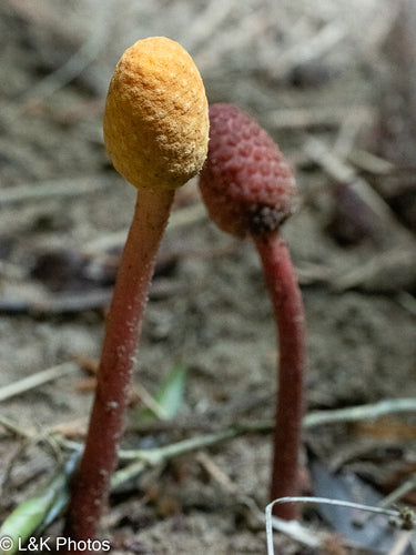 Champignon — Bild 4