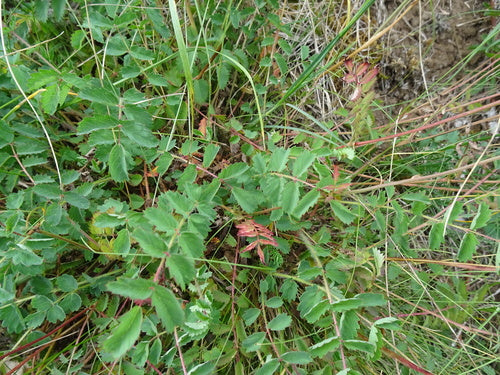 Pimpinelle — Bild 2