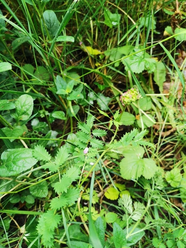 Pimpinelle — Bild 3
