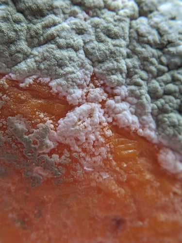 Moule à pinceaux — Bild 3