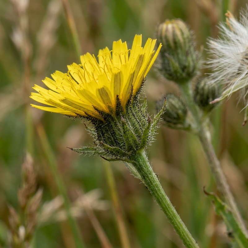 À la Pippau (Crepis), illustration IA