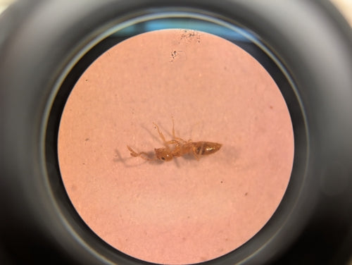 Plagiolepis alluaudi — photo 5 sur 8