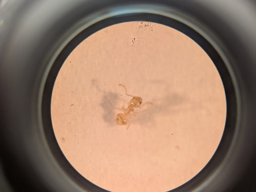 Plagiolepis alluaudi — photo 3 sur 8