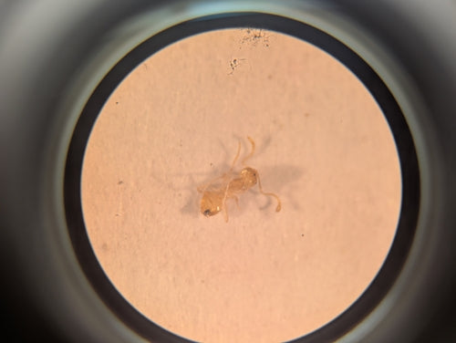 Plagiolepis alluaudi — photo 2 sur 8