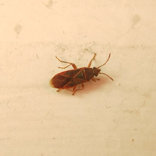 Punaise de terre Sycomore — Bild 3
