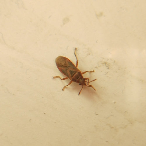 Punaise de terre Sycomore — Bild 2