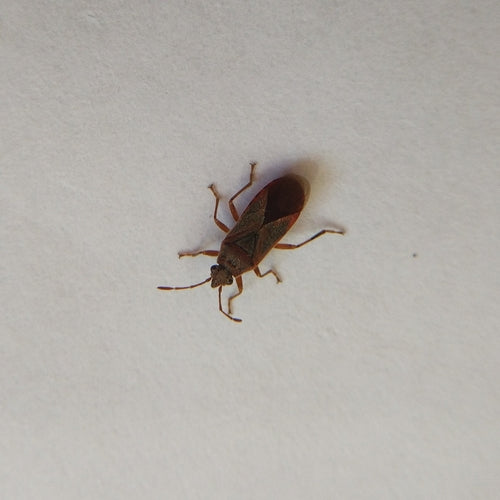 Punaise de terre Sycomore — Bild 1