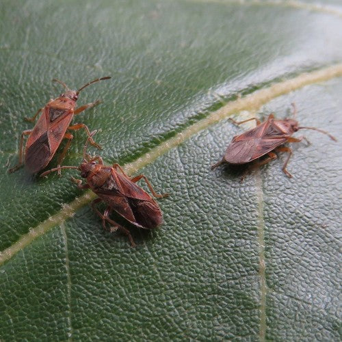 Punaise de terre Sycomore — Bild 5
