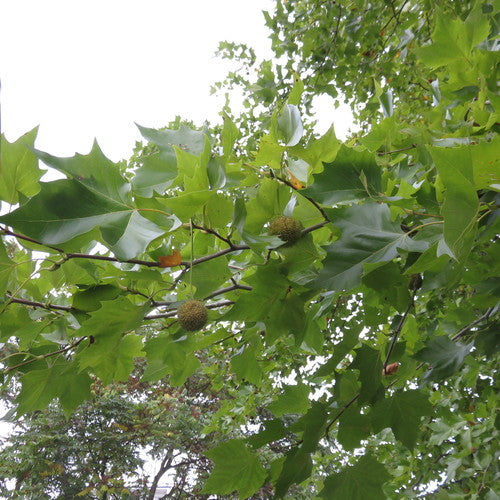 Punaise de terre Sycomore — Bild 4