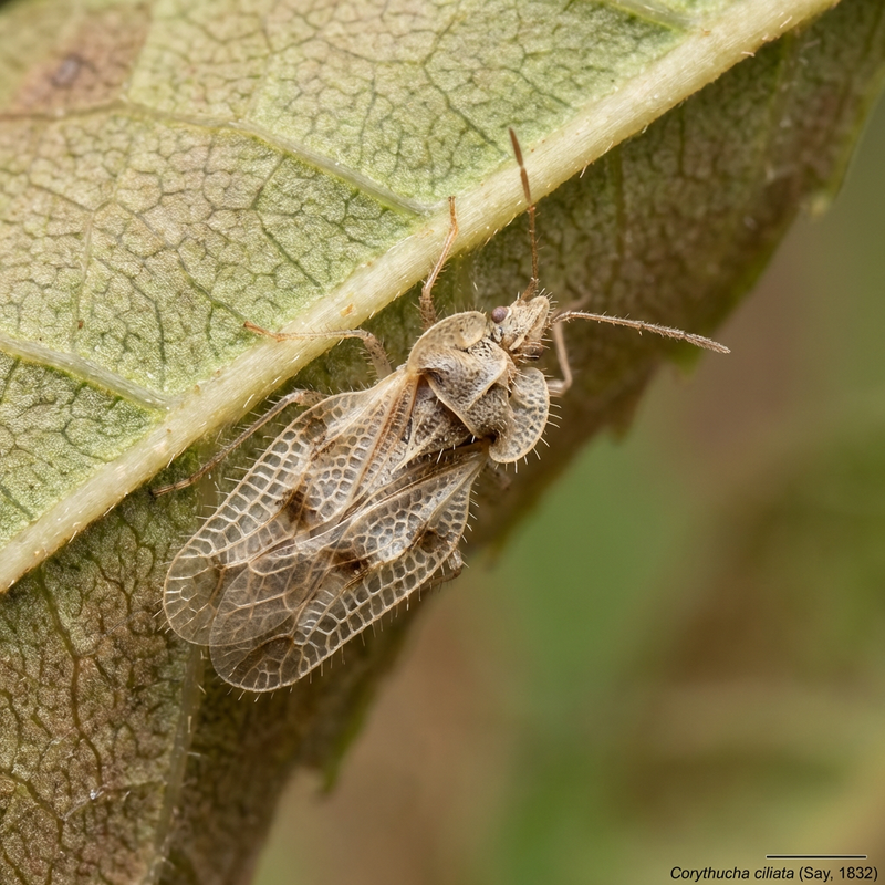 Bug Web Sycomore