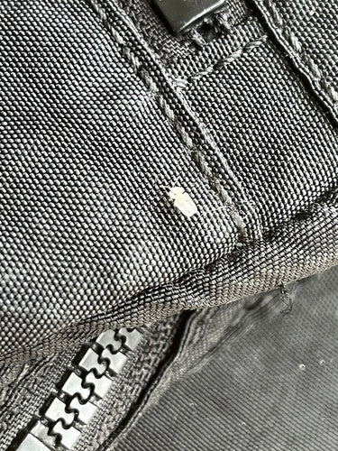 Bug Web Sycomore — Bild 5