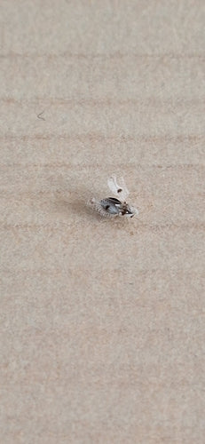 Bug Web Sycomore — Bild 4