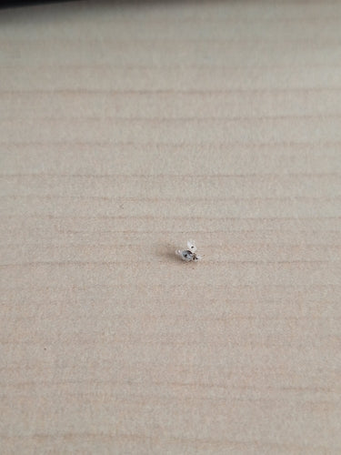 Bug Web Sycomore — Bild 3