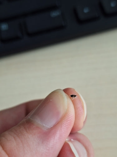 Bug Web Sycomore — Bild 2