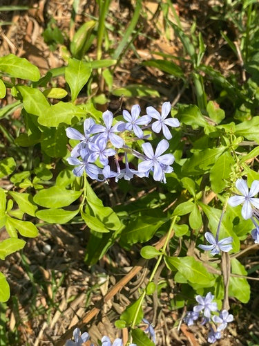 Plombagine — Bild 5