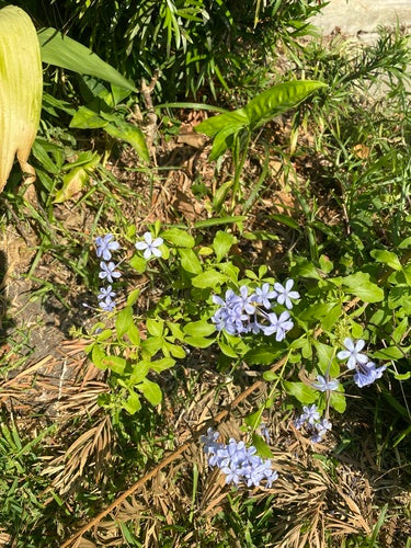 Plombagine — Bild 4