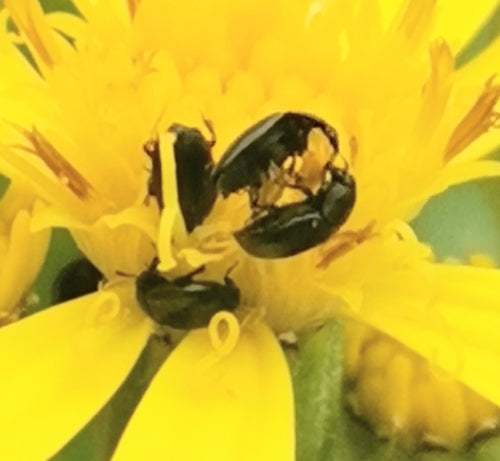 Coléoptère du pollen — photo 5 sur 9