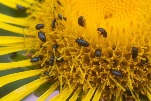 Coléoptère du pollen — photo 4 sur 9