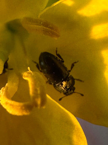 Coléoptère du pollen — photo 3 sur 9