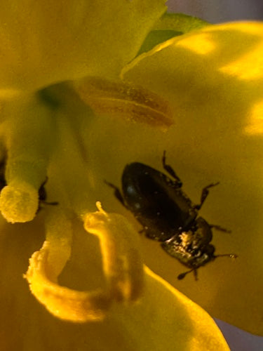 Coléoptère du pollen — photo 2 sur 9