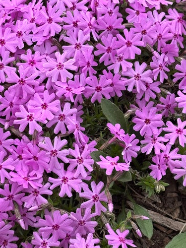 Phlox de rembourrage — Bild 2