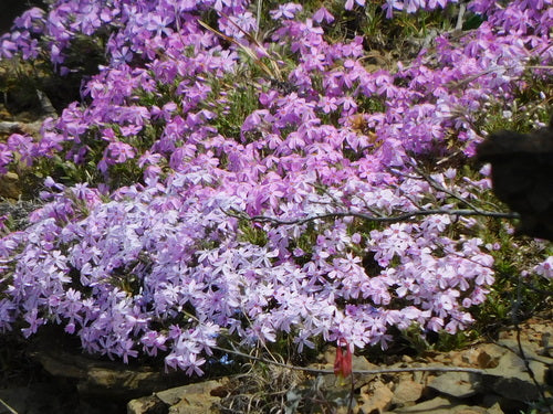 Phlox de rembourrage — Bild 5