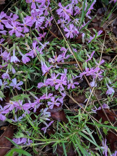 Phlox de rembourrage — Bild 4