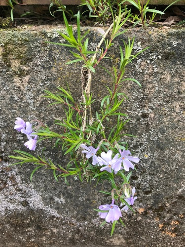Phlox de rembourrage — Bild 3