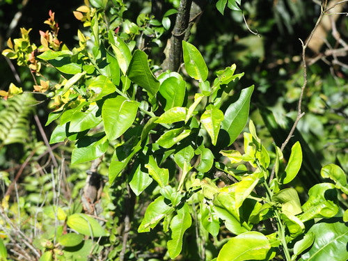 orange amère — Bild 2