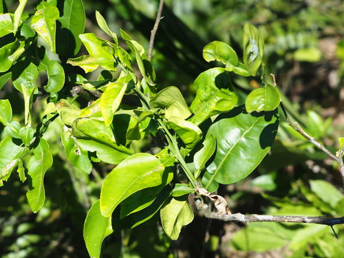 orange amère — Bild 1