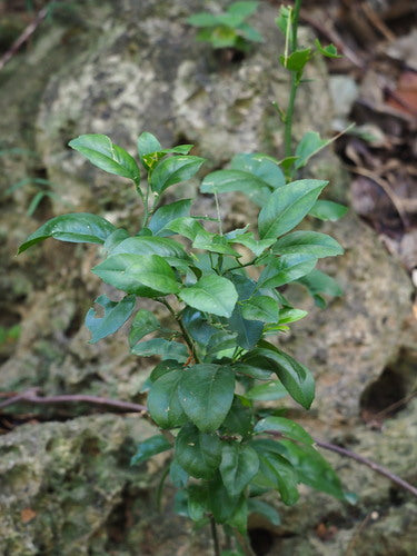 orange amère — Bild 3