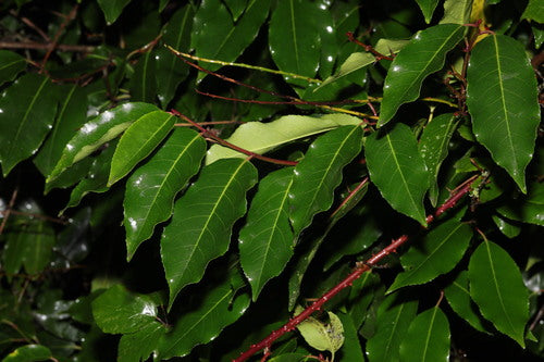 Laurier cerise portugais — Bild 5