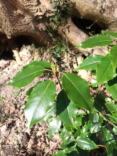 Laurier cerise portugais — Bild 4