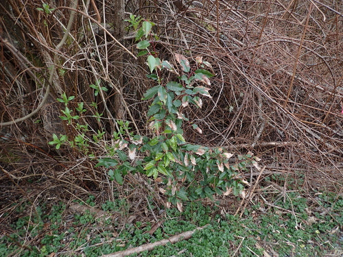 Laurier cerise portugais — Bild 3