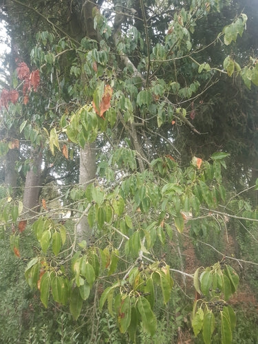 Laurier cerise portugais — photo 4 sur 10