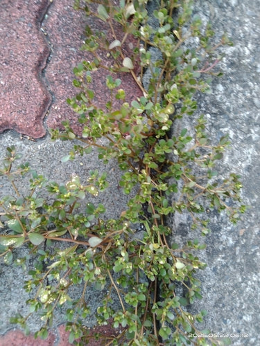 Purslane — Bild 3