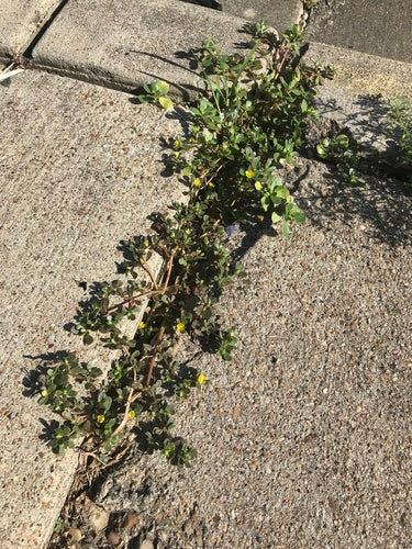 Purslane — Bild 5
