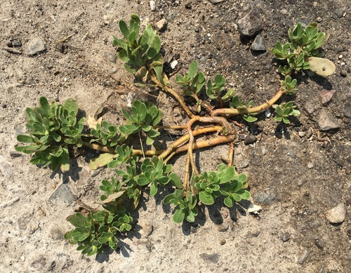 Purslane — Bild 4